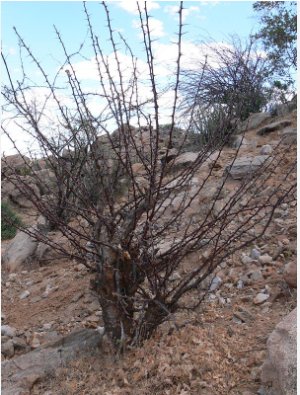 2 Seeds JATROPHA dichtar