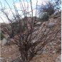 2 Seeds JATROPHA dichtar