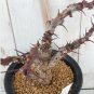 2 Seeds JATROPHA dichtar