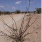 2 Seeds JATROPHA dichtar