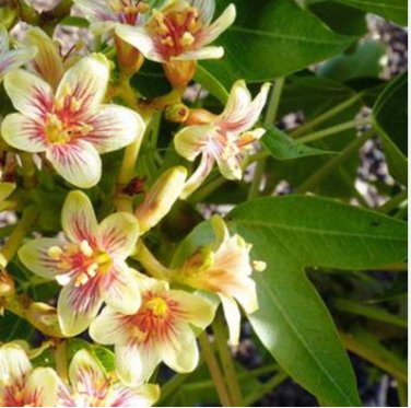 5 Seeds Jatropha Mahafalensis Fresh