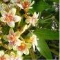 5 Seeds Jatropha Mahafalensis Fresh