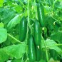 30 Seeds Jewel of the Netherlands Thornless Cucumber
