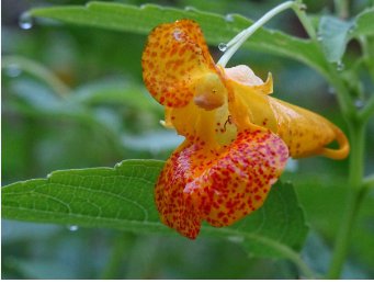 50 Seeds Jewelweed Impatiens Capensis Native for Hummingbirds