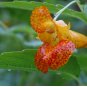 50 Seeds Jewelweed Impatiens Capensis Native for Hummingbirds