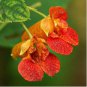 50 Seeds Jewelweed Impatiens Capensis Native for Hummingbirds