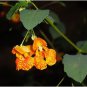 50 Seeds Jewelweed Impatiens Capensis Native for Hummingbirds