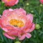 20 Seeds 'Jiehun' Series Peony Big Pink Buds, Spherical Blooms with Delicate Scent