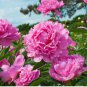 20 Seeds 'Jiehun' Series Peony Big Pink Buds, Spherical Blooms with Delicate Scent