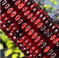 50 Seeds Jimmy Red Corn Famous Bootlegger Moonshine Grits Hominy Masa Corn Heirloom