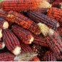 50 Seeds Jimmy Red Corn Famous Bootlegger Moonshine Grits Hominy Masa Corn Heirloom