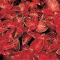 100 Seeds Jin Fenghuang Series Coleus