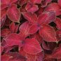 100 Seeds Jin Fenghuang Series Coleus