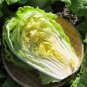 2 Seeds Julie Red No.82 Cabbage F1