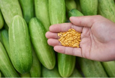 2 Seeds JWhite Jade No.1 Cucumber F1