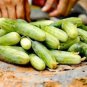 2 Seeds JWhite Jade No.1 Cucumber F1