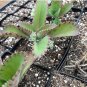 50 Seeds Kalanchoe Daigremontiana Mother of Millions Bare Root Plantlet