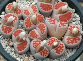 100 Seeds karasmontana 'Top Red' Succulents Garden Plants