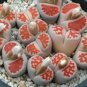 100 Seeds karasmontana 'Top Red' Succulents Garden Plants