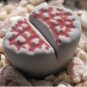 100 Seeds karasmontana 'Top Red' Succulents Garden Plants