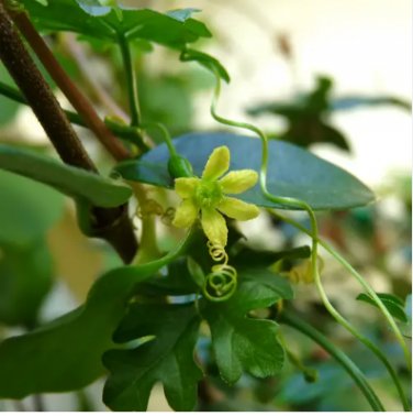 5 Seeds Kedrostis africana