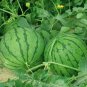 20 Seeds Kylin Ice Cream' Series Watermelon