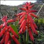 10 Seeds Lachenalia bulbifera Fresh Very Beautiful Flowers