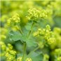 200 Seeds LADYS MANTLE Alchemilla Mollis Flower