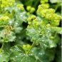 200 Seeds LADYS MANTLE Alchemilla Mollis Flower