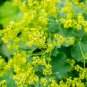 200 Seeds LADYS MANTLE Alchemilla Mollis Flower
