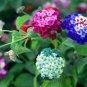 100 Seeds Lantana Mixed Colors Exotic Flower Very Good Butterfly Plant