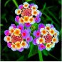 100 Seeds Lantana Mixed Colors Exotic Flower Very Good Butterfly Plant