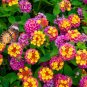 100 Seeds Lantana Mixed Colors Exotic Flower Very Good Butterfly Plant
