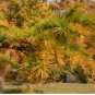 Larch '50 Seeds Golden Noodles' Series, Heirloom Larix Tree, Golden-yellow Needle-like Leaves