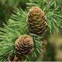 50 Seeds Larch 'Green Noodles' Series, Heirloom Larix, Evergreen Tree
