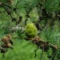 50 Seeds Larch 'Short Noodles' Series, Heirloom Larix, Evergreen Tree
