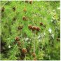 50 Seeds Larch 'Short Noodles' Series, Heirloom Larix, Evergreen Tree