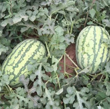 25 Seeds Large-Fruit, Traditional Variety, Super Sweet Watermelon
