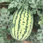 25 Seeds Large-Fruit, Traditional Variety, Super Sweet Watermelon