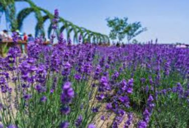 100 Seeds Lavender Imported Provence Bright Purple Lavandula Angustifolia Flower