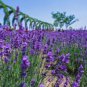 100 Seeds Lavender Imported Provence Bright Purple Lavandula Angustifolia Flower