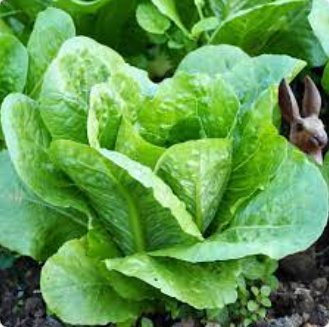 2000 Seeds Lettuce Seeds Parris Island Cos Popular Garden Vegetable
