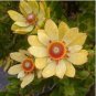 5 Seeds Leucadendron STROBILINUM Garden Ornamental Plants