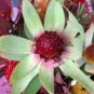 5 Seeds Leucadendron TINCTUM Garden Ornamental Plants