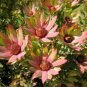 5 Seeds Leucadendron TINCTUM Garden Ornamental Plants