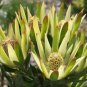 5 Seeds Leucadendron ULIGINOSUM Garden Ornamental Plants