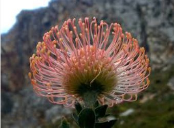 6 Seeds Leucospermum