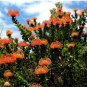 6 Seeds Leucospermum