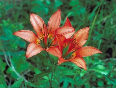 10 Seeds Lilium philadelphicum