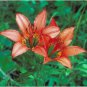 10 Seeds Lilium philadelphicum